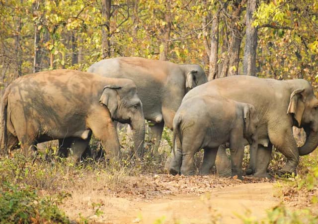 স্থায়ীভাবে ঘাঁটি দামালদের, জঙ্গলমহলের তিন জেলায় প্রচুর গাছ লাগাবে বনদপ্তর
