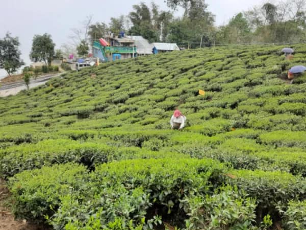 চা বাগানের অব্যবহৃত জমি পর্যটন ক্ষেত্রে ব্যবহার নিয়ে গুজব ছড়াচ্ছে &lsquo;ভূতুড়ে দল&rsquo;