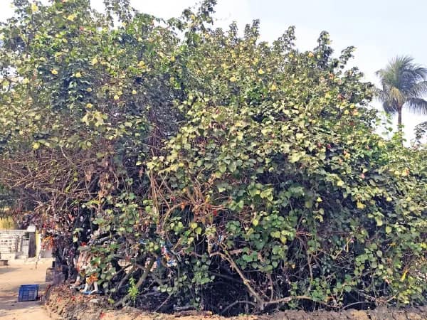 শিব চতুর্দশীতে তিন রঙের ফুল, পুজোয় কাকদ্বীপে আসেন ভিন জেলার ভক্তরাও