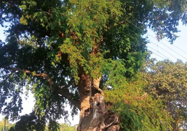 বহু ইতিহাসের সাক্ষী কাঁথির বাহিরীর কয়েকশো বছরের তেঁতুল গাছ