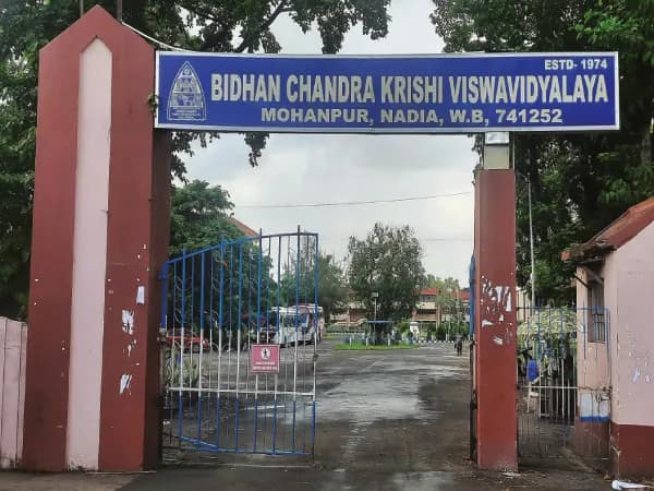 স্বল্পমেয়াদি শীতের জন্য মুসুরের বিশেষ প্রজাতি বিধানচন্দ্র কৃষি বিশ্ববিদ্যালয়ের