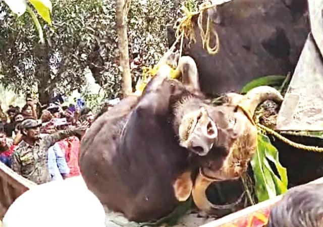 কোচবিহারের মোয়ামারিতে বাইসনের তাণ্ডব, জখম ১