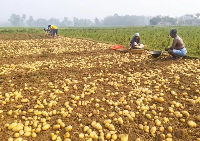 আজ খুলছে হিমঘর আলু রাখতে হুড়োহুড়ি